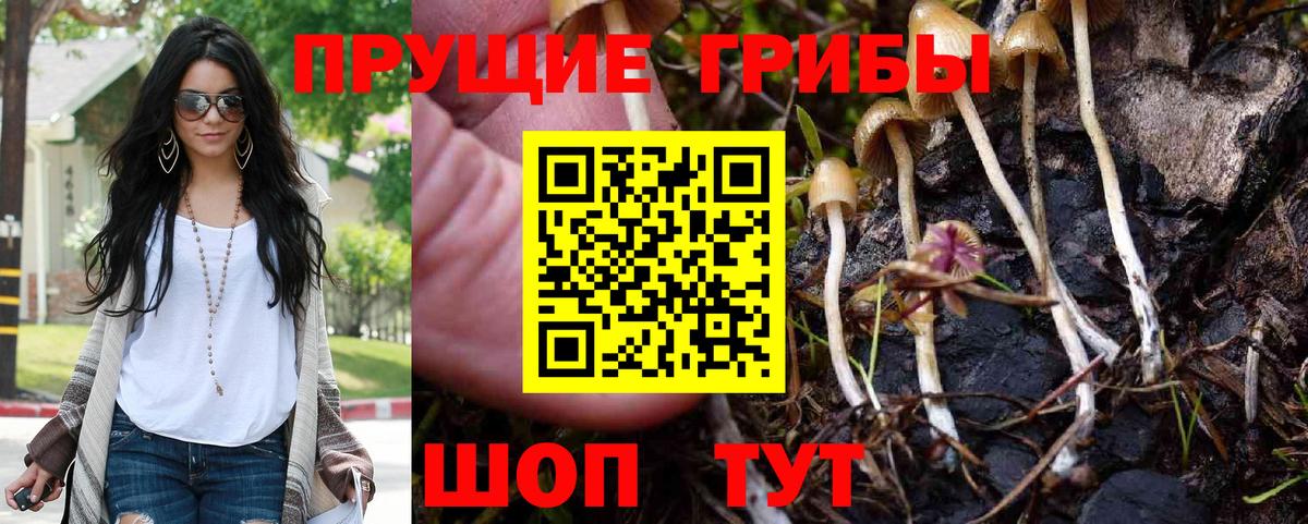 Анжеро-Судженск  купить   Вход с VPN  Псилоцибиновые грибы Cubensis 